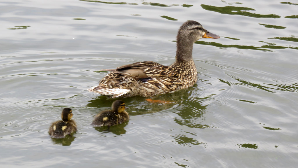 The same two ducklings and their mother, only the third duckling is nowhere to be seen. For that matter, neither is the turtle.