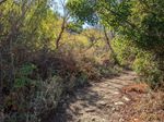 Sunlight shines on a dirt path running between scrub on one side and low trees on the other, leaves still green except a few that are starting to turn red.