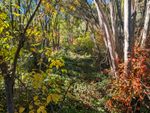 Lots of narrow, almost-straight tree trunks forming an arch, bright red leaves in one corner, yellow leaves in another, green on the ground and in the distance, all dappled with sunlight and shadow.