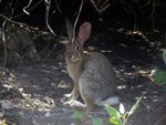 A light brown rabbit with a fluffy white tail, sitting in the shade beneath a bush, its ears perked up and side-eying the photographer.