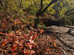 Red leaves in bunches of three on a low bush. Trees with green leaves behind it, and the edge of a channel, with a hill rising on the far side.